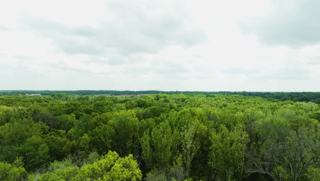 Immergrüner-Wald-Im-Big-Cypress-Tree-State-Park-Im-Weakley-County,-Tennessee,-USA