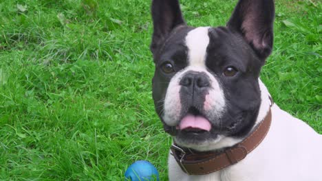 portrait puppy on sits on the lawn