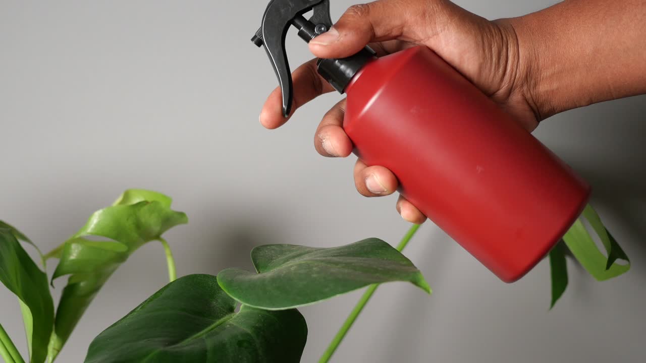 Watering indoor plants with a spray bottle