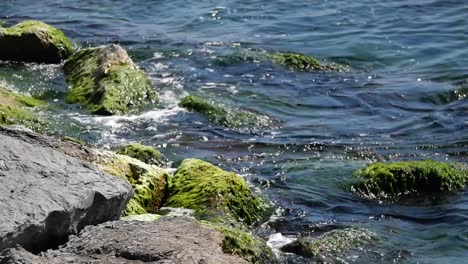 ocean waves crashing on mossy rocks