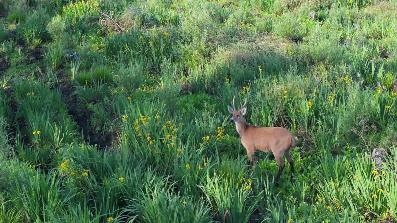 A deer standing in lush green grass surrounded by wildflowers in a peaceful natural setting