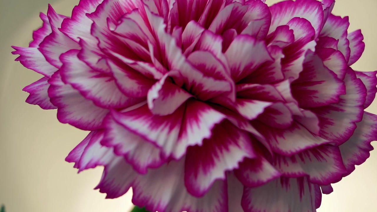 Primo piano di un fiore di garofano rosa e bianco vivace