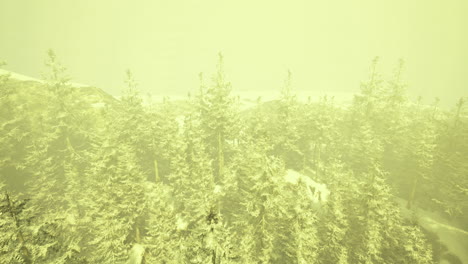 Dense coniferous forest blanketed in fog during early morning hours