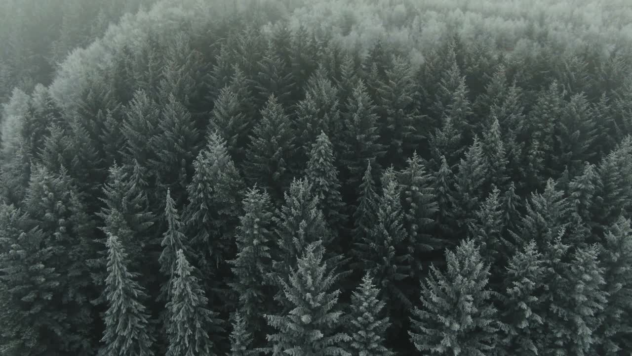 Drone pulls back from large frost covered forest trees to reveal landscape and rises into the misty fog