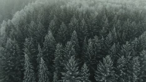 El-Dron-Se-Retira-De-Grandes-árboles-Forestales-Cubiertos-De-Escarcha-Para-Revelar-El-Paisaje-Y-Se-Eleva-Hacia-La-Niebla-Brumosa