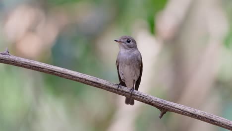 el papamoscas marrón asiático es un pequeño pájaro paseriforme que se reproduce en japón, himalaya y siberia