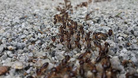 a large group of red termites are moving on a rocky ground surface during the day