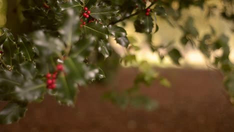 Holly-tree-with-red-berries-blow-in-breezy-parkland