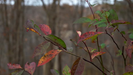 pequeñas hojas de ciruela dulce balanceándose en la brisa de otoño en cámara lenta