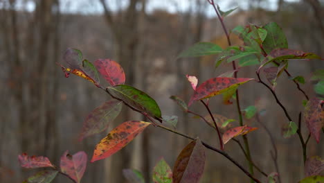 little sweetspire leaves swaying in slow motion autumn breeze