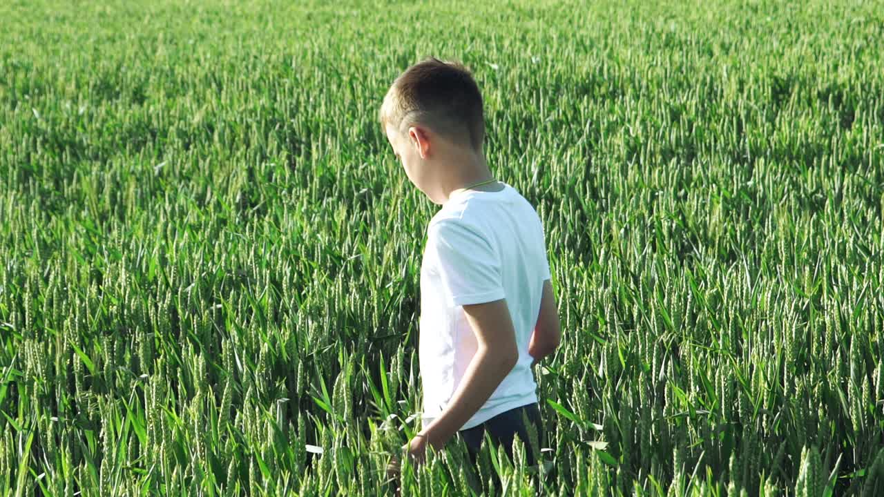 Happy boy runs through a wheat field