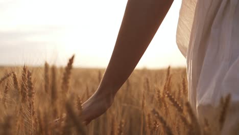 Frau-Im-Weißen-Kleid,-Die-Ihre-Hand-Durch-Etwas-Weizen-Auf-Einem-Feld-Führt