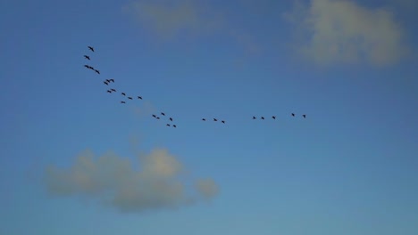 pájaros volando en forma de v en una amplia vista
