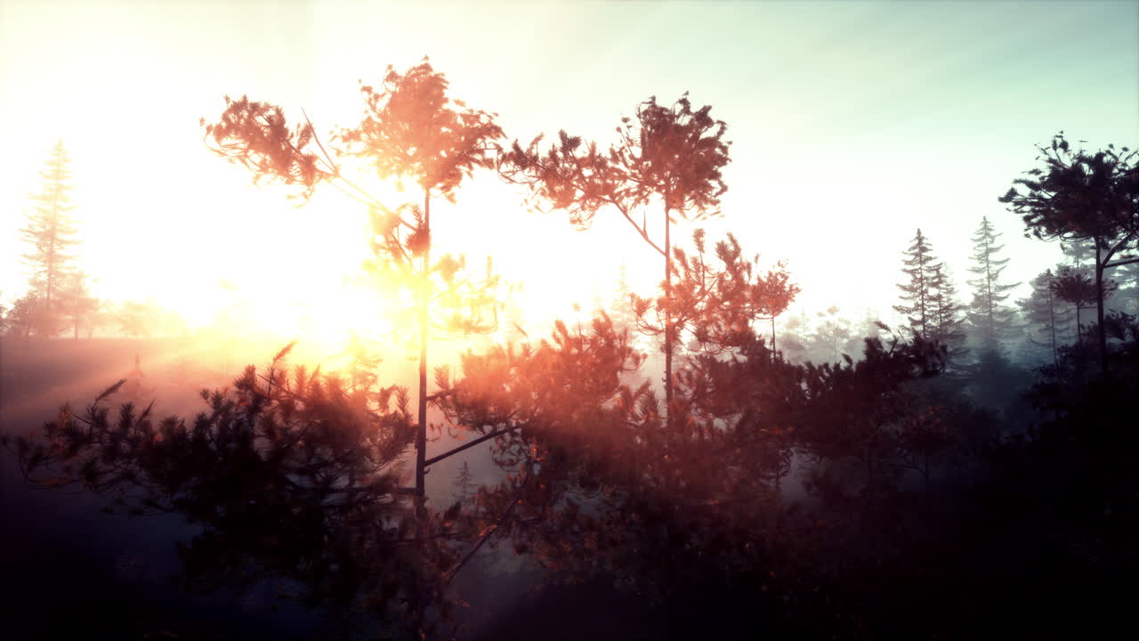 안개 가 가득 한 소나무 숲 에서 해가 뜨는 것