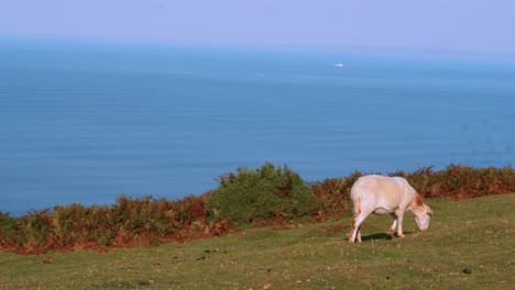 lone sheep grazing on hilltop above atlantic ocean sea in gower peninsula, south wales uk 4k