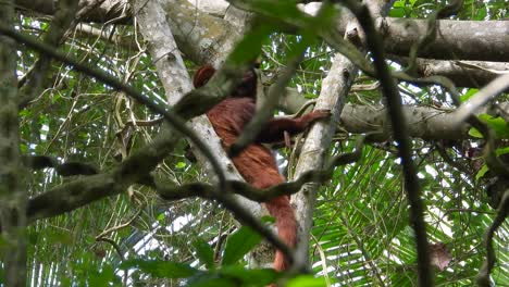 Red Howler Monkey, Coffee Region, Colombia