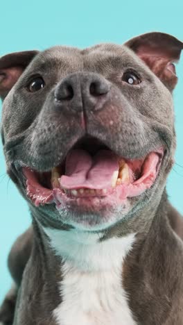 cute american pitbull dog sitting on blue background