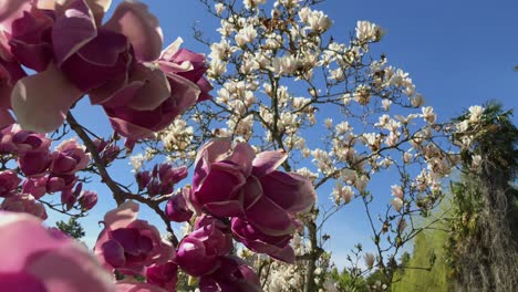 magnolia blossoms in springtime