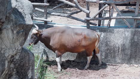 Banteng-Una-Especie-De-Vaca-Salvaje-Comiendo-Hierba