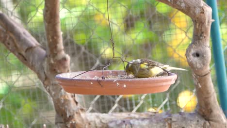 pájaro canario dentro de la jaula alimentándose y posándose sobre palos y alambres de madera