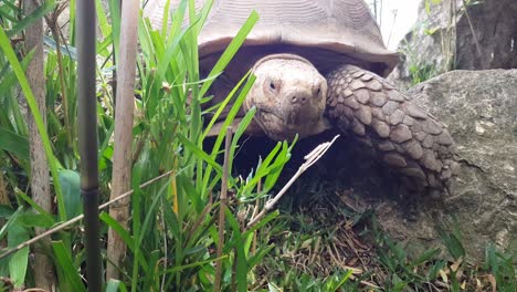 close of a large brown tortoise plucking grass to eat, backing up and retreating to its shell