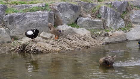 group of mallard ducks preening and swimming in yangjaecheon stream in seoul, south korea daytime