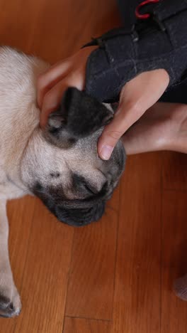 caring for a pug puppy