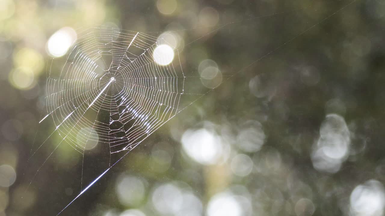 숲 속 의 물방울 으로 반이는 거미줄