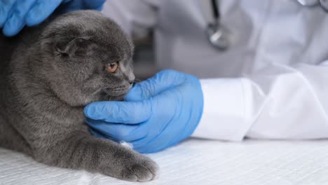 veterinarian examining a scottish fold cat