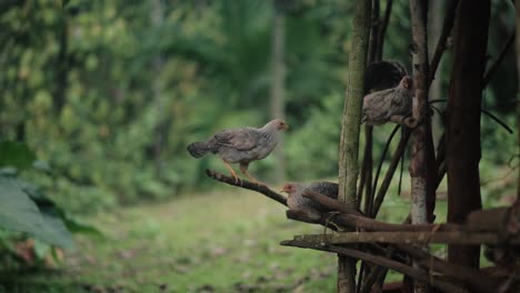 Group-of-chickens-in-outdoor-wooden-hut