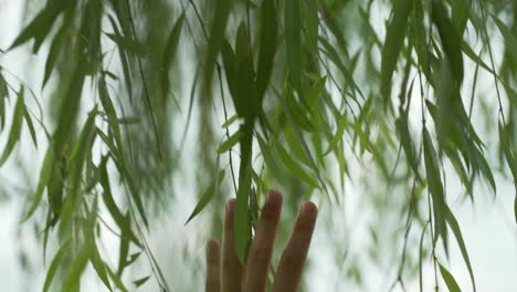 Hand-reaching-a-Weeping-willow-Salix-babylonica-Hangzhou-China