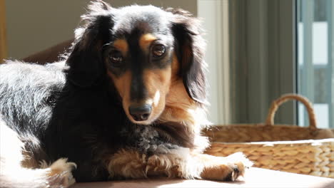 cão de salsicha escuro dachshund respira pesadamente na luz do sol brilhando sobre ele