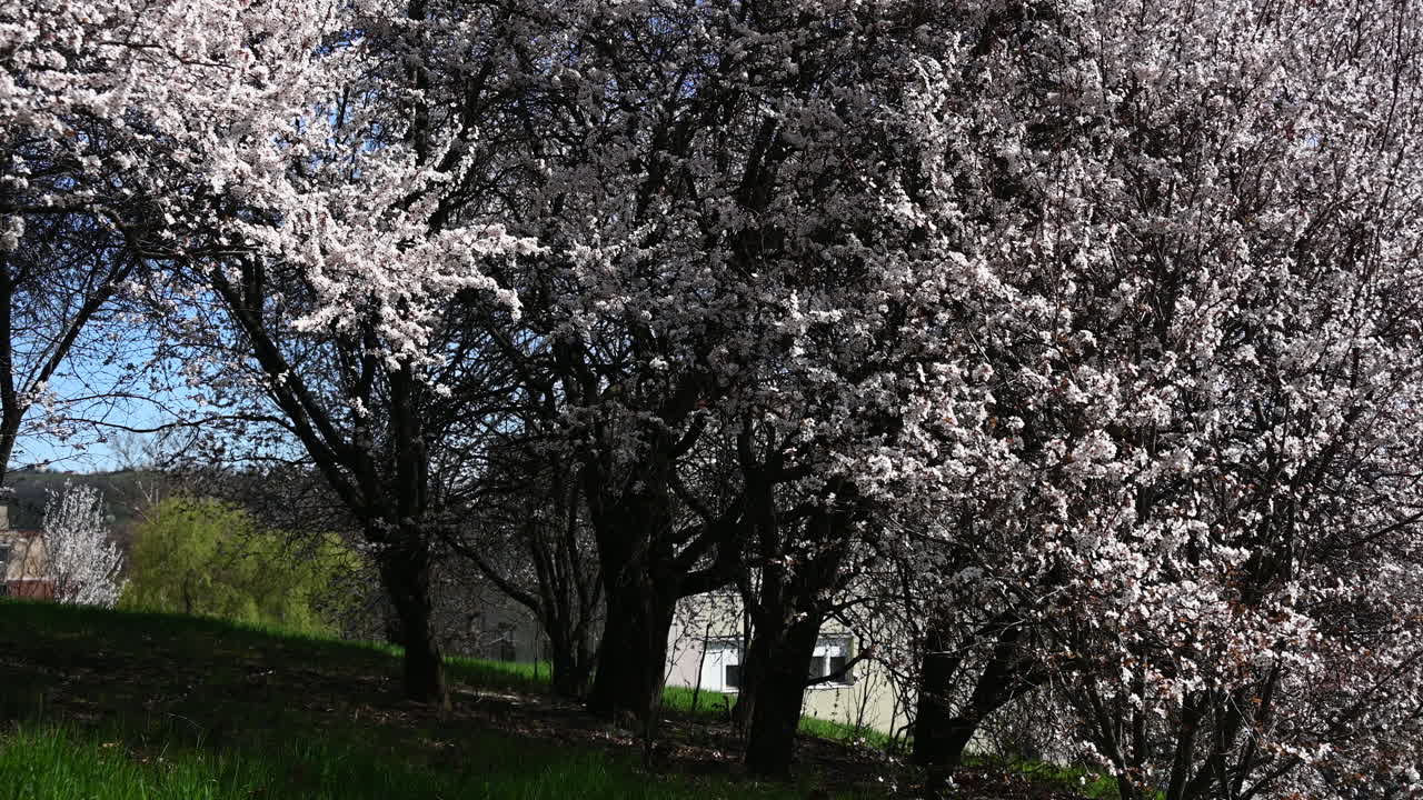 Spring cherry trees in bloom near residential area