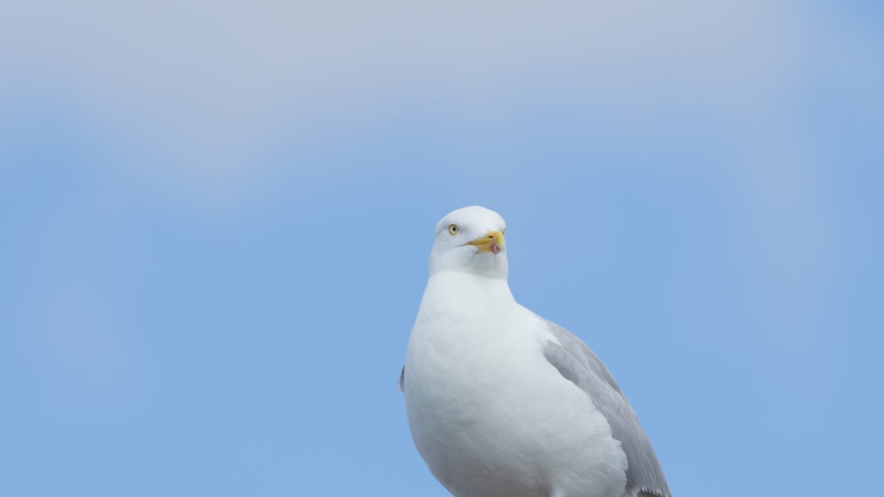A single seagull remains stationary, occasionally turning its head, under natural daylight with a soft blue sky background. Subtle camera stability and shallow depth of field