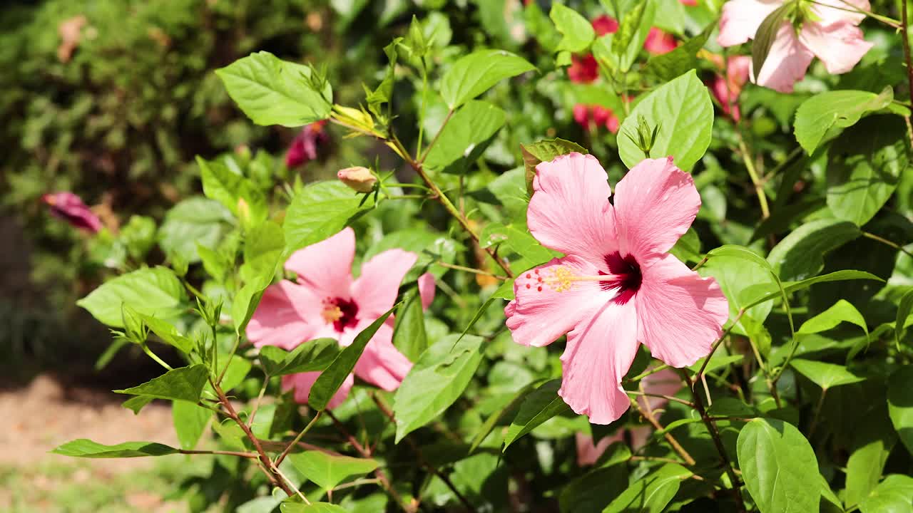 flores de hibisco rosas en el jardín