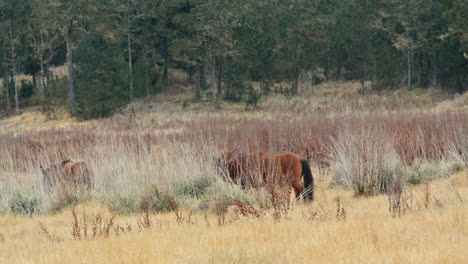 Herd-of-brown-horses-walking-through-a-field-of-serrated-tussock-with-caribbean-pine-forrest-in-the-background