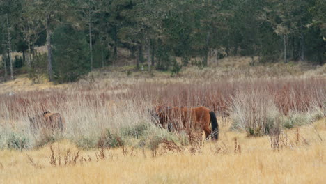 Herde-Brauner-Pferde,-Die-Durch-Ein-Feld-Aus-Gezackten-Grasbüscheln-Laufen,-Mit-Karibischen-Kiefernwäldern-Im-Hintergrund