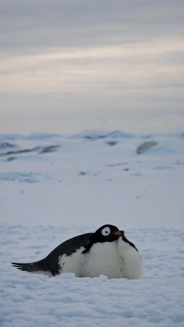 A serene video scene of a penguin resting on snowy terrain. Captured from a low angle