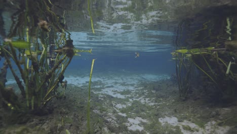 Diving-split-shot-to-underwater-view-of-natural-florida-spring-vegetation