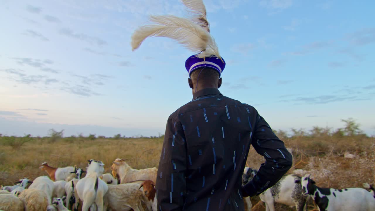Indigenous Karamojong Cattle Farmer Observing His Grazing Goats In Uganda, Africa. Static Shot