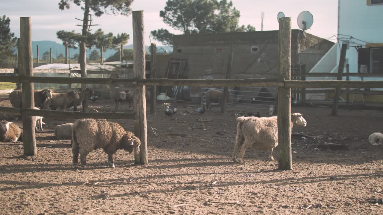 granja rural portuguesa con ovejas y pollos.
