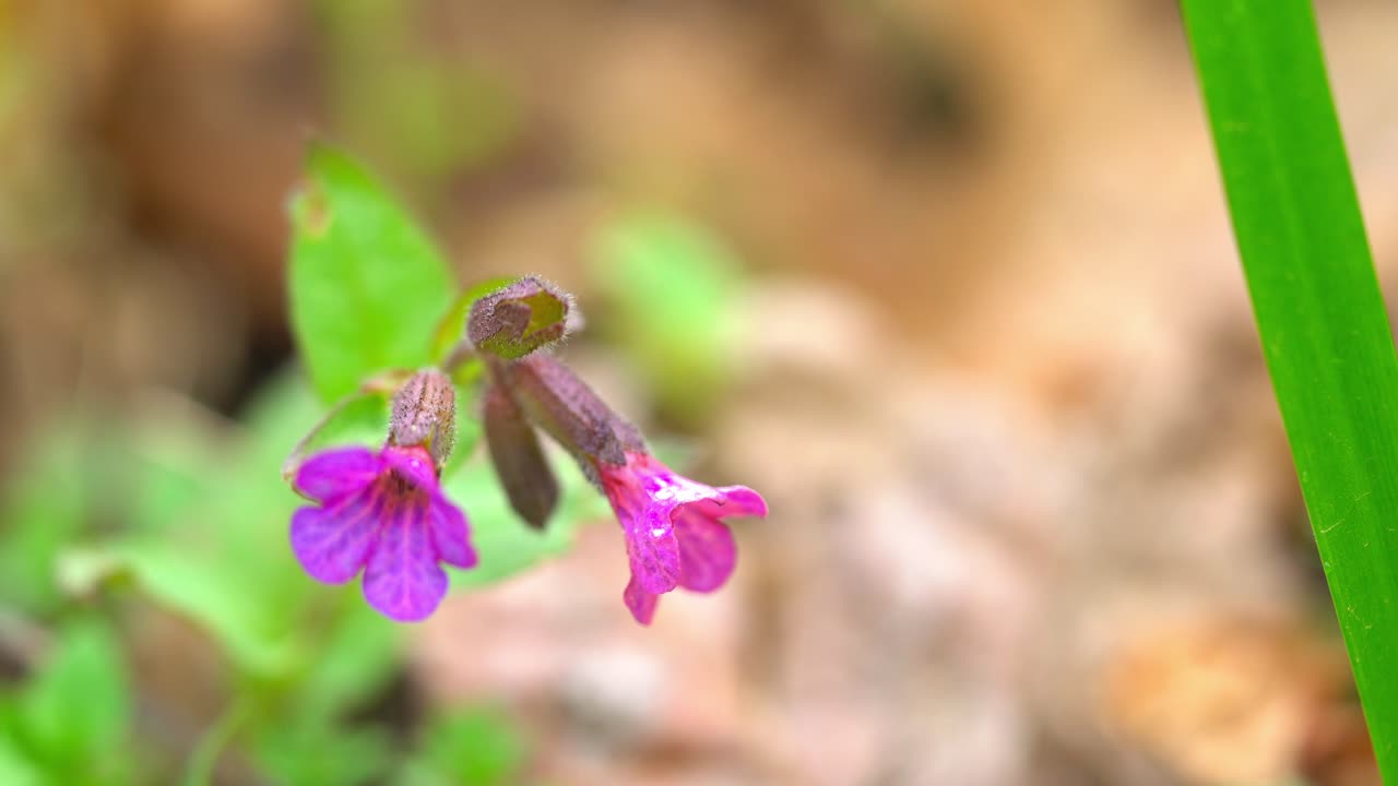 Piccola orchidea viola scossa dalla brezza, macro shot super stabile - 4K, fiore rumeno