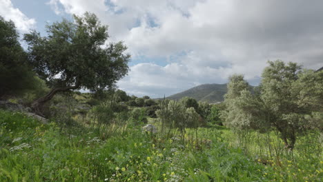 el campo de grecia