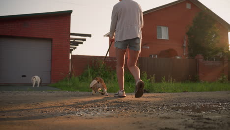 back view of dog owner holding back excited dog trying to approach cat in distance, with background featuring brick building, greenery, and garage door