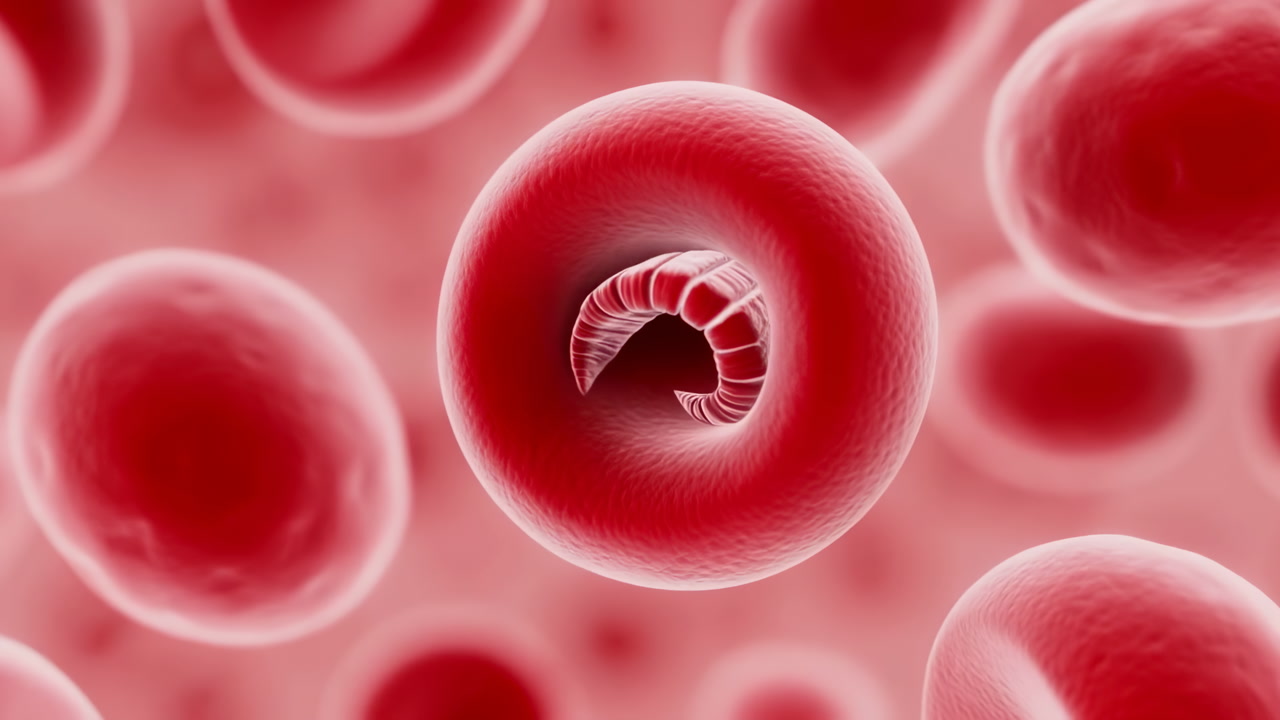 Red Blood Cells Sickle Deformation D Animation Dynamic Microscopic Sequence Shows Erythrocytes Twisting Into