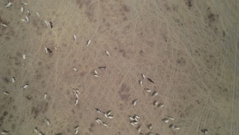 Group of cows grazing on a dry meadow seen from above in an aerial view