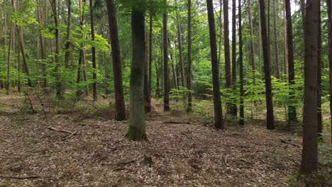 Embark-on-a-woodland-journey-as-the-drone-gracefully-flies-through-the-European-forest,-bathed-in-sunlight—a-mesmerizing-fly-by-capturing-the-dance-of-leaves