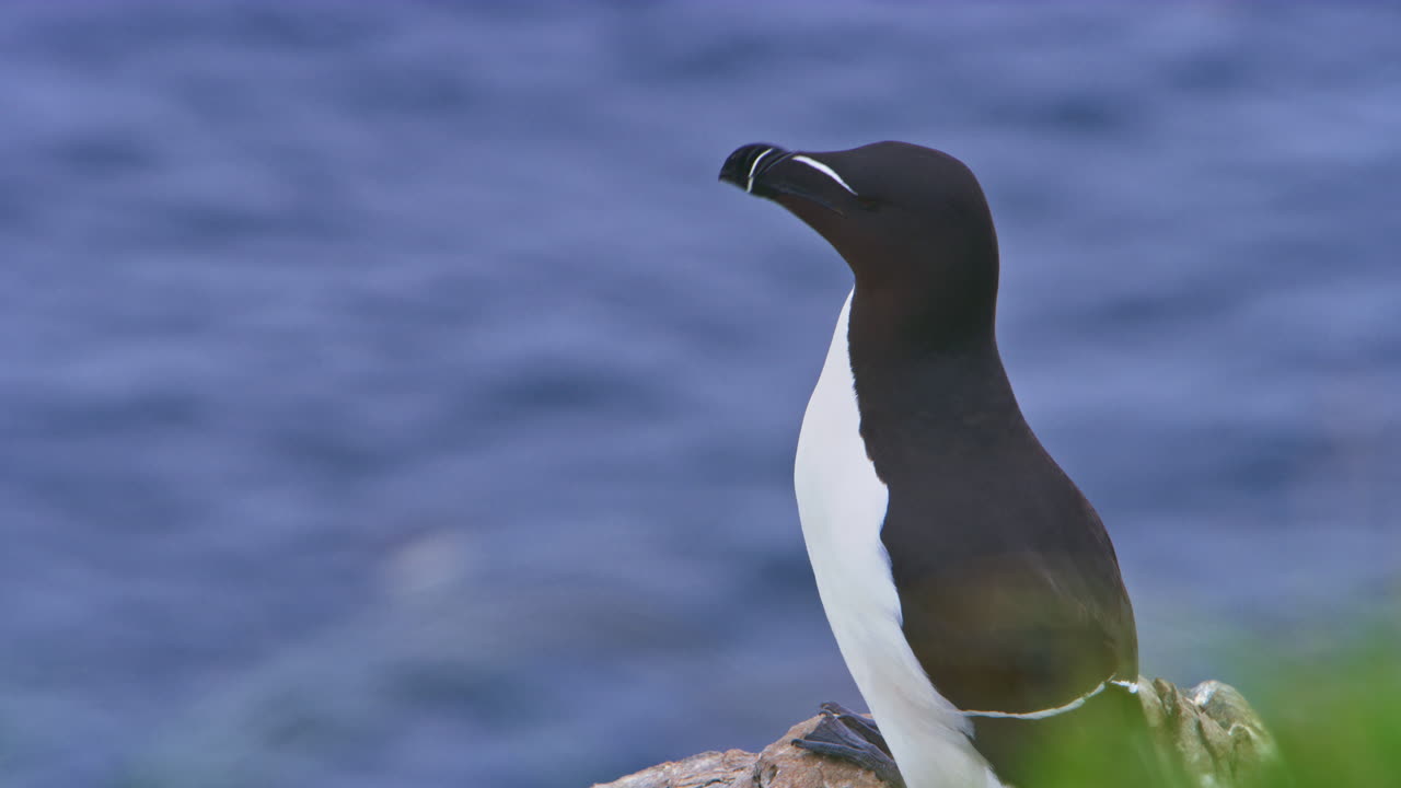 Et bilde tatt i høy vinkel fanger en alke mot Nord-Atlanterhavet utenfor Hornøya, Norge. Denne arktiske scenen viser den slående fuglen på en robust klippe, og fremhever dens habitat for dyreliv
