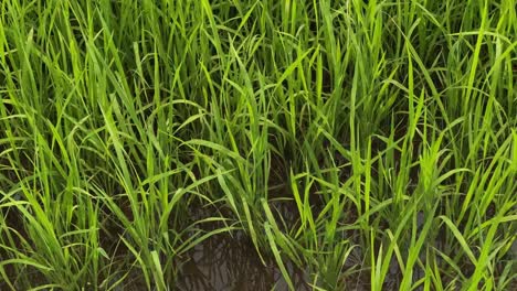 un primer plano de la planta de arroz verde