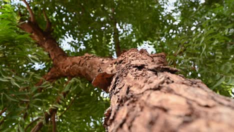 Corteza-De-árbol-De-Neem,-Un-Viejo-árbol-De-Neem-También-Conocido-Como-Azadirachta-Indica,-Ramas-De-árbol-De-Neem-Durante-Un-Día-Soleado-También-Utilizado-Como-Medicina-Natural-1